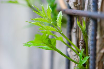 Campsis radicans - trubač kořenující - list